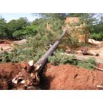 2003 Felling a tree (onto the new building).JPG